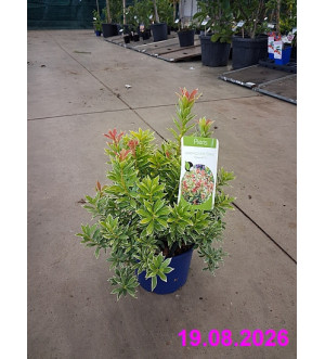 Pieris jap. 'Little Goldy'® C 2 L